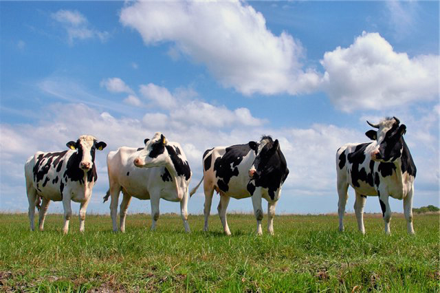 livestock reproduction